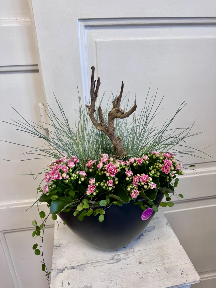 Aranžmá kalanchoe- Natural Balance