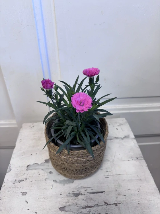 Dianthus - karafiátek