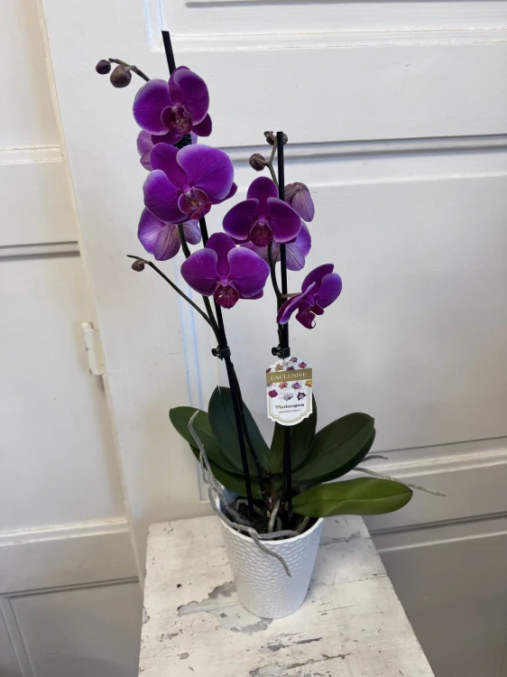 Orchidej Phalaenopsis – nadčasová elegance do každého interiéru