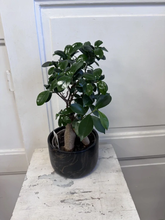 Fíkus Ginseng Bonsai