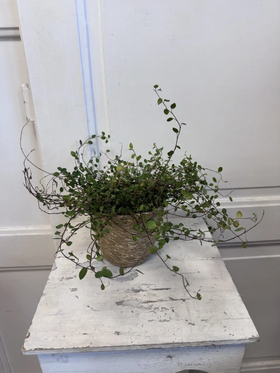 Muehlenbeckia