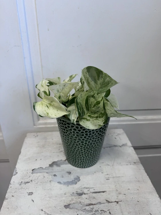 Potos Marble Queen