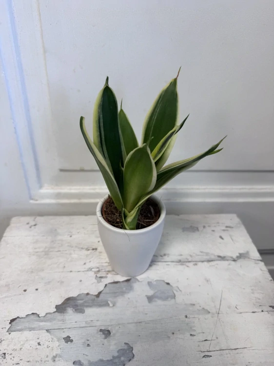 Sansevieria ‘Black Dragon’ MINI
