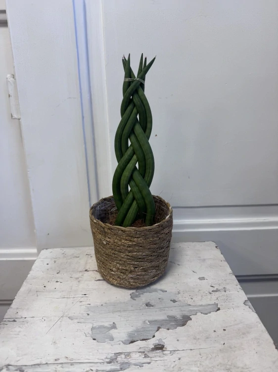 Sansevieria – pletená