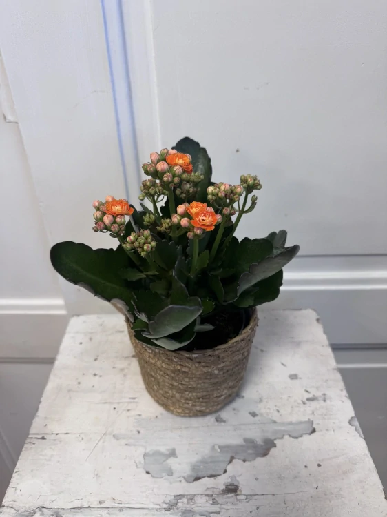 Kalanchoe – mix kvetoucí