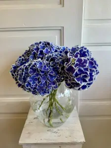 Hortensie