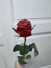 Růže Valentýn se srdíčkem 