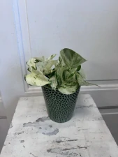 Potos Marble Queen