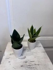 Sansevieria ‘Black Dragon’ MINI