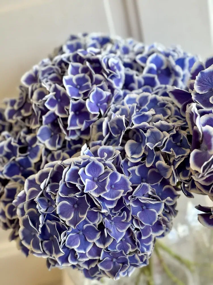 Hortensie 