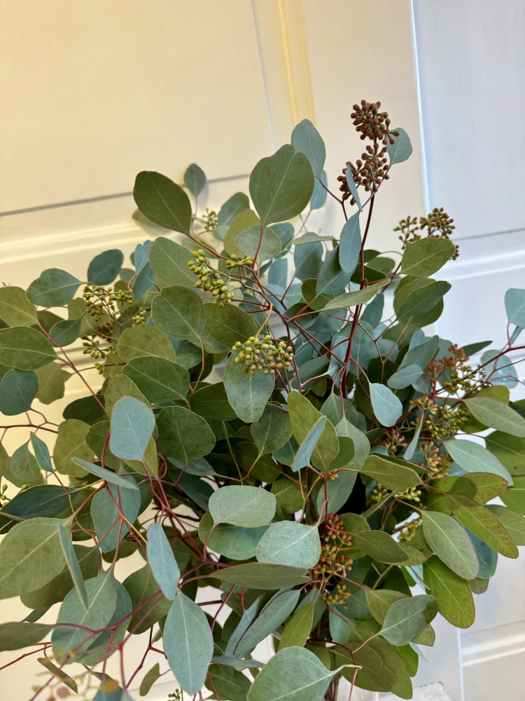 Balík eucalyptu plodový 