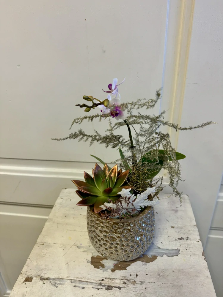 Zimní dekorace s orchidejí v nádobě  malá i velká 