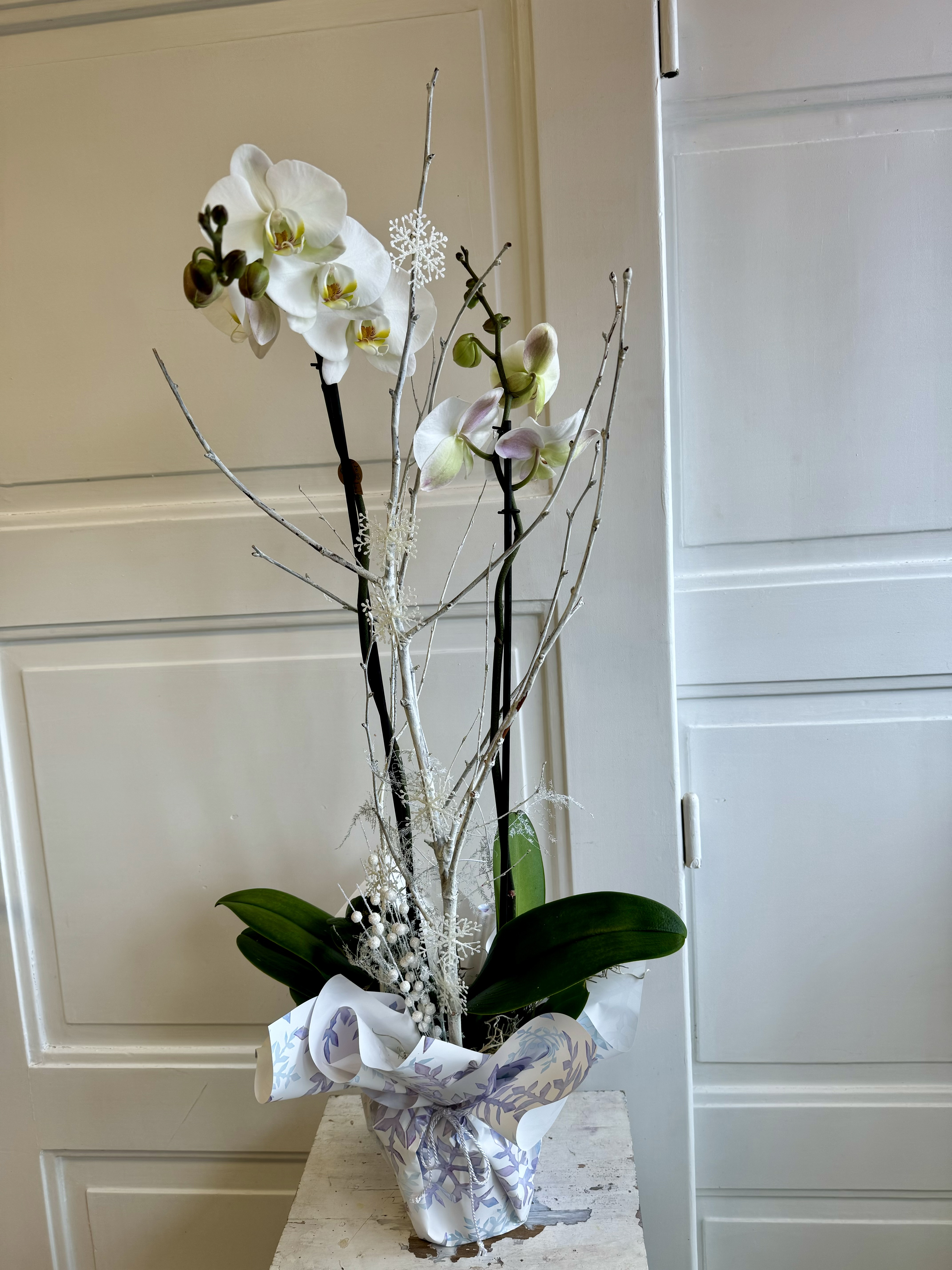 Vánoční hvězdy v koši 