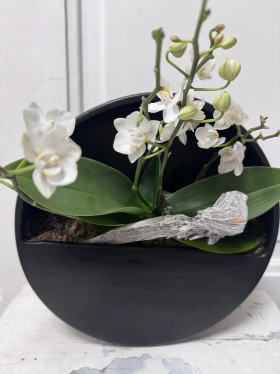 Orchidej na zavěšení 