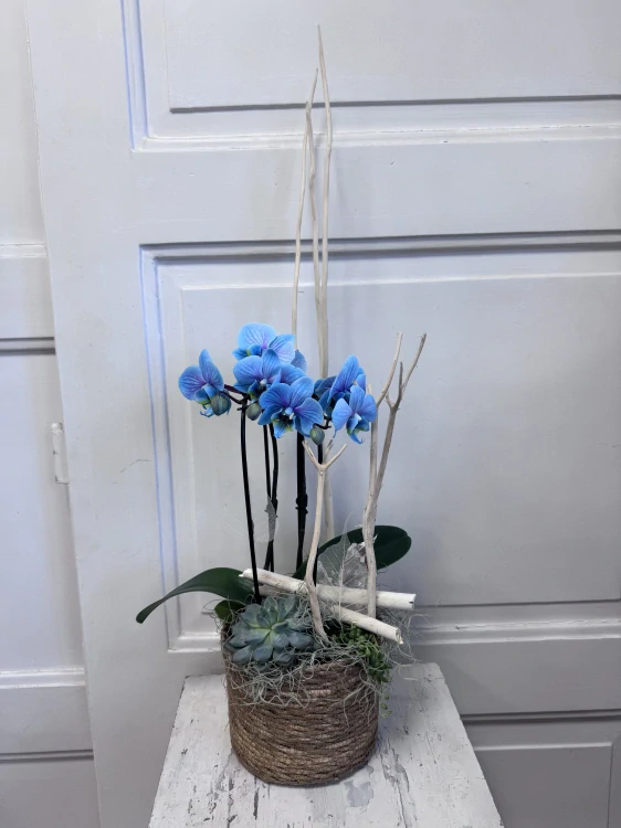 Sesazovaná nádoba s orchidejí 