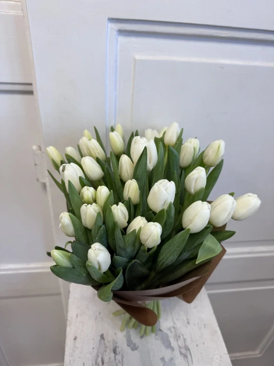 Bílá Něžnost Tulips 