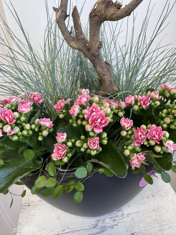 Aranžmá kalanchoe- Natural Balance