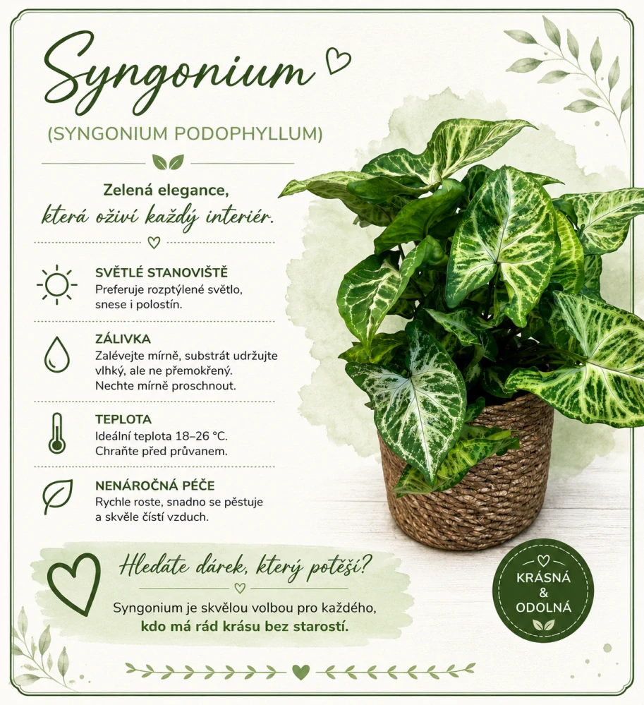 Syngonium White Butterfly