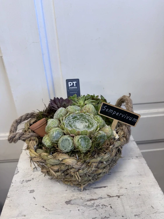 Dekorativní miska s netřesky (Sempervivum) – přírodní krása bez starostí