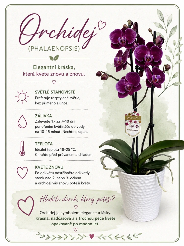 Orchidej Phalaenopsis – nadčasová elegance do každého interiéru