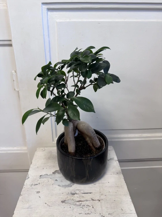 Fíkus Ginseng Bonsai