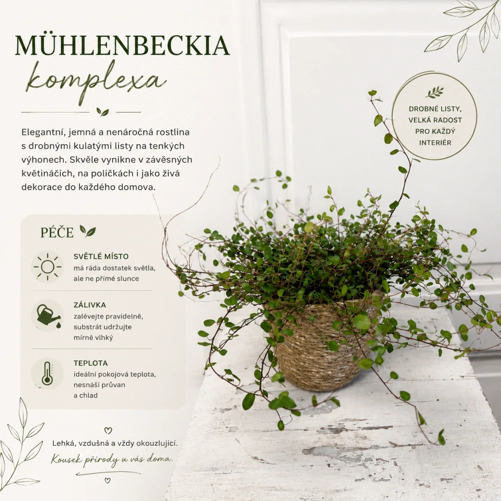Muehlenbeckia