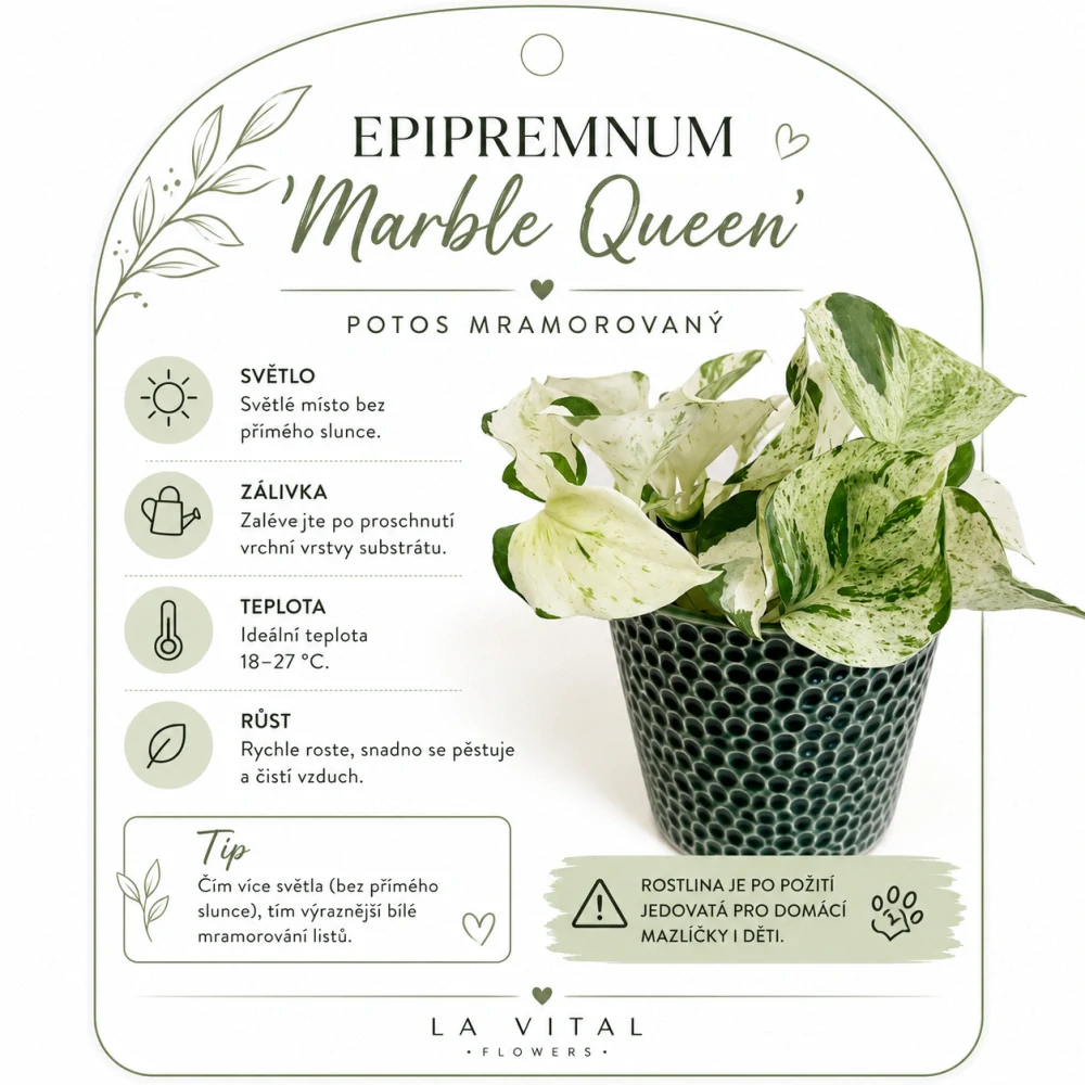 Potos Marble Queen