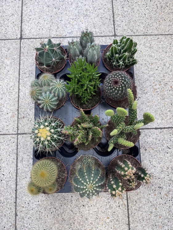 Pouštní mix – kaktusy a sukulenty - Mini kaktusy – výběr druhů