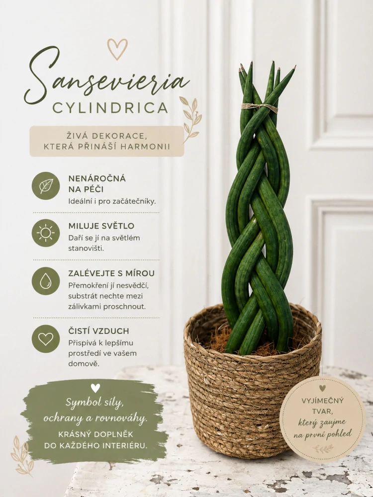 Sansevieria – pletená