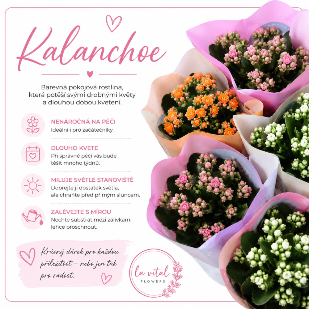 Kalanchoe – mix kvetoucí