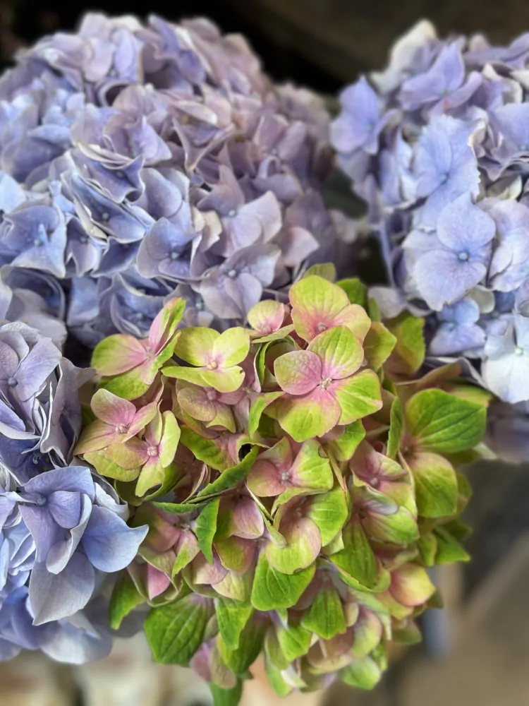 Hortensie 