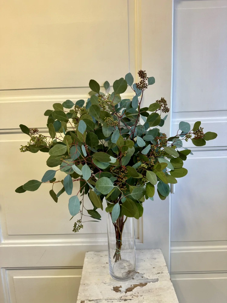 Balík eucalyptu plodový 