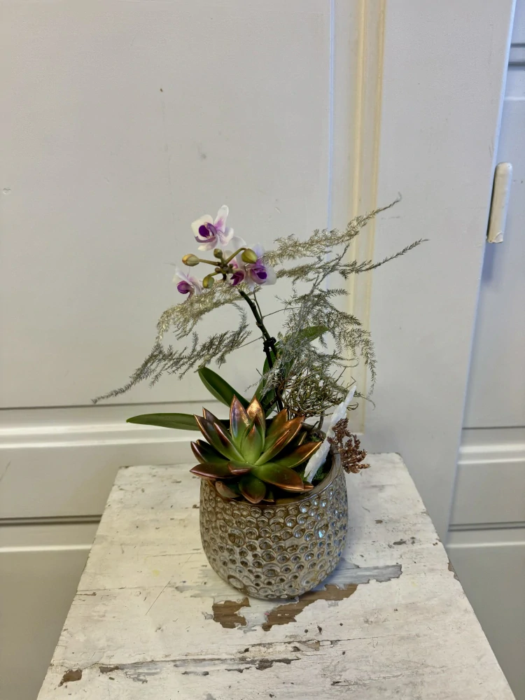 Zimní dekorace s orchidejí v nádobě  malá i velká 