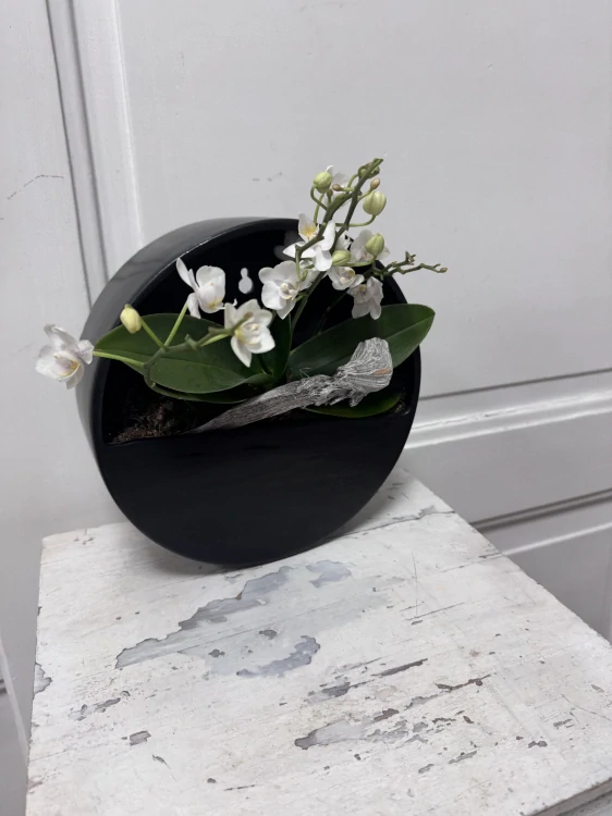 Orchidej na zavěšení 