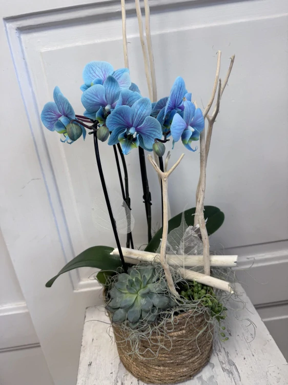 Sesazovaná nádoba s orchidejí 