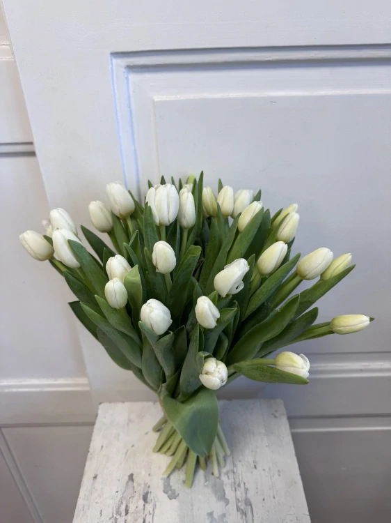Bílá Něžnost Tulips 