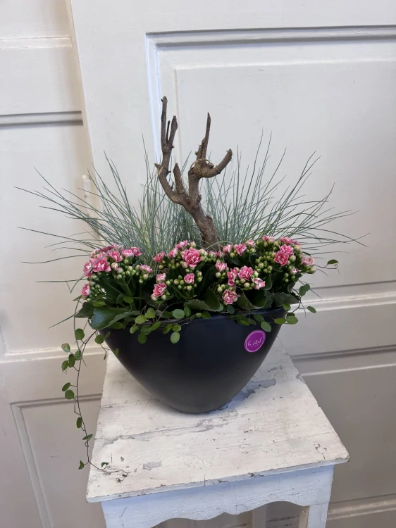 Aranžmá kalanchoe- Natural Balance