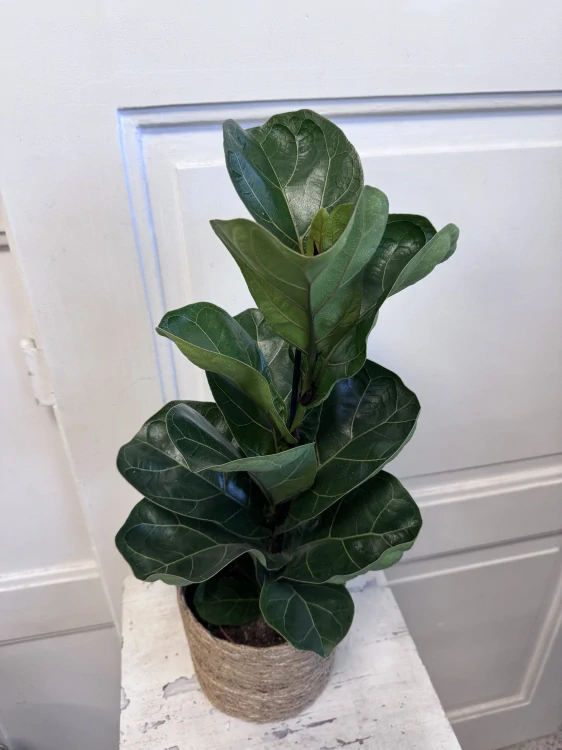 Ficus Lyrata