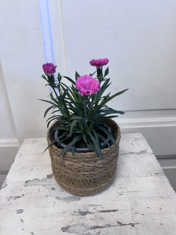 Dianthus - karafiátek