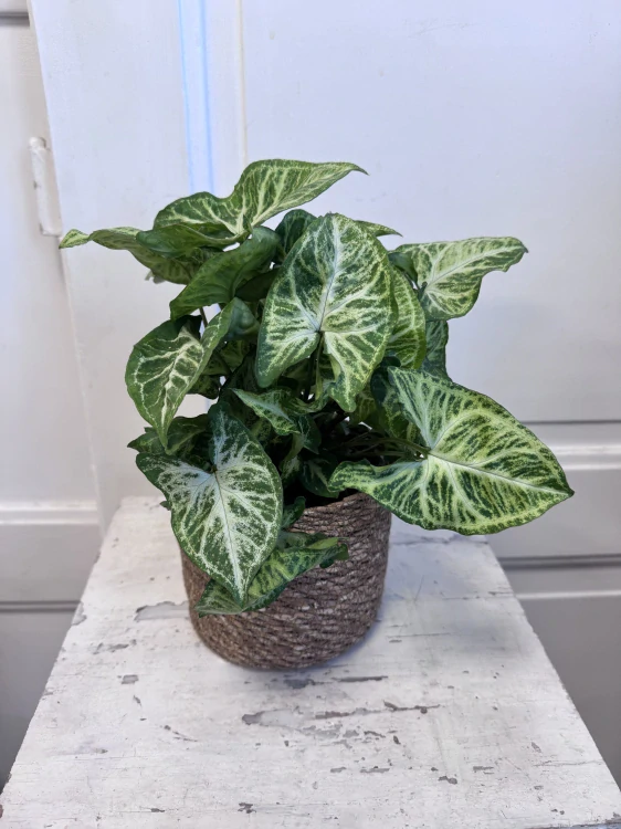 Syngonium White Butterfly