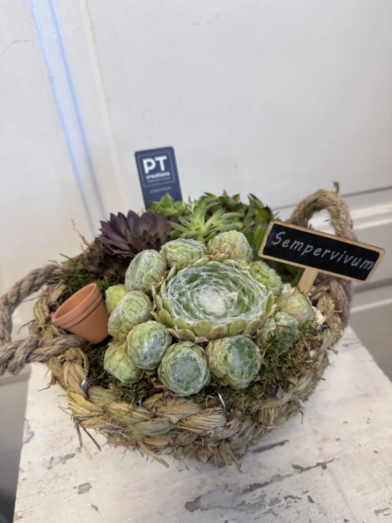 Dekorativní miska s netřesky (Sempervivum) – přírodní krása bez starostí