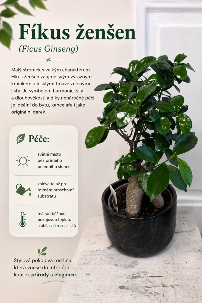 Fíkus Ginseng Bonsai