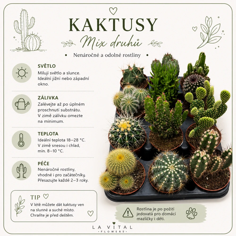Pouštní mix – kaktusy a sukulenty - Mini kaktusy – výběr druhů
