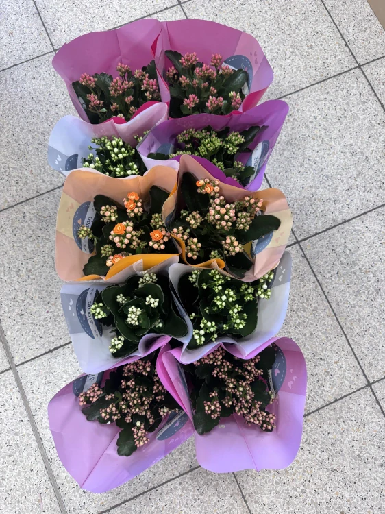 Kalanchoe – mix kvetoucí