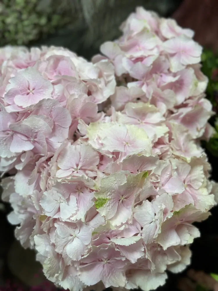 Hortensie 