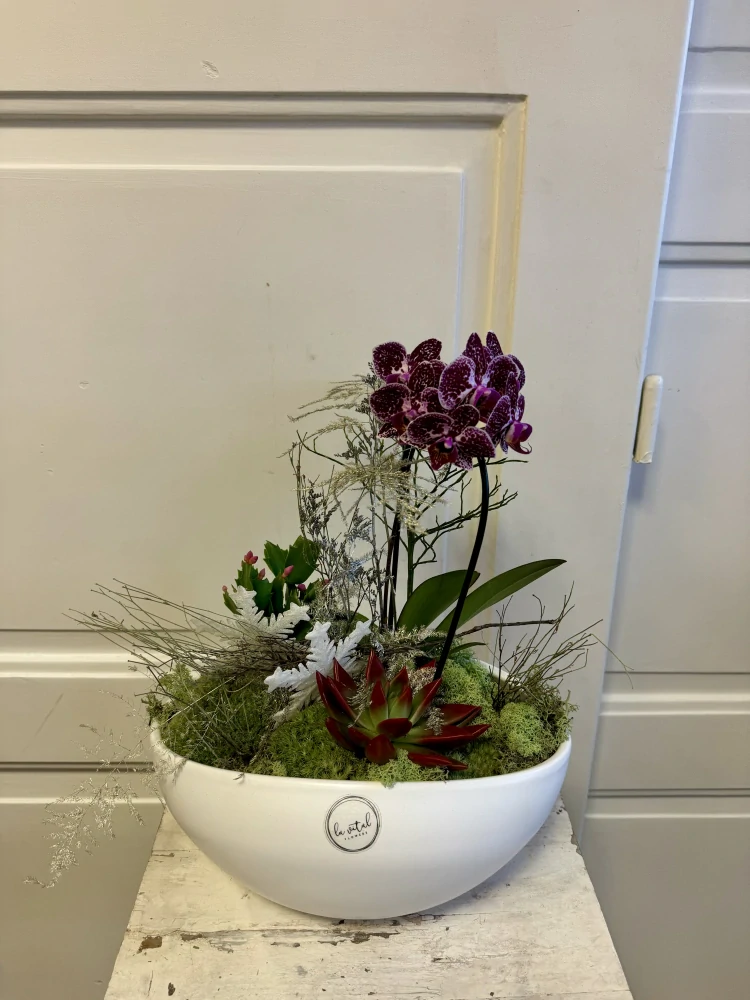 Zimní dekorace s orchidejí v nádobě  4