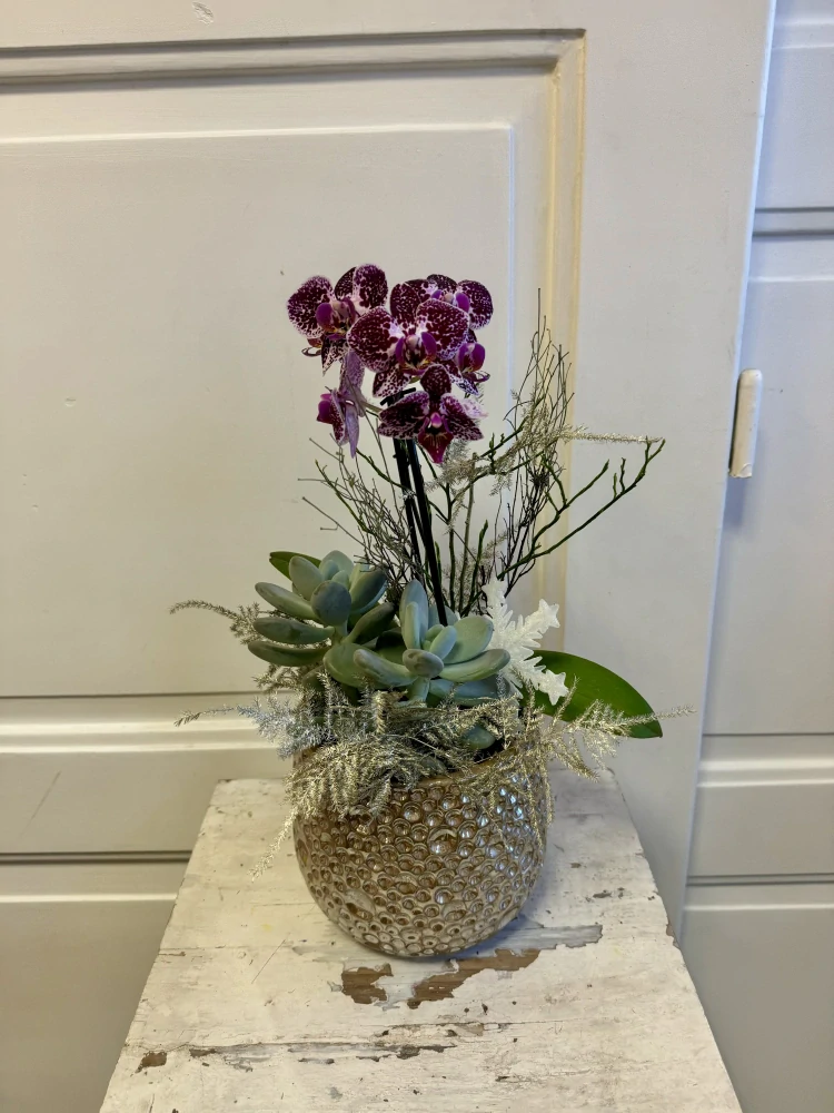 Zimní dekorace s orchidejí v nádobě  malá i velká 