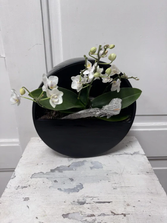 Orchidej na zavěšení 