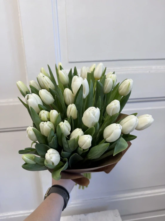 Bílá Něžnost Tulips 