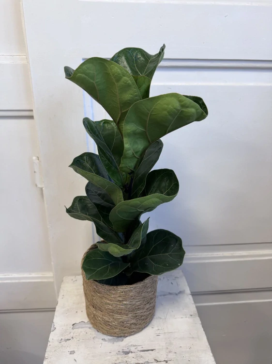 Ficus Lyrata